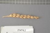 Click for 1 image(s) for this accession. Spike